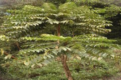 Pajanelia longifolia